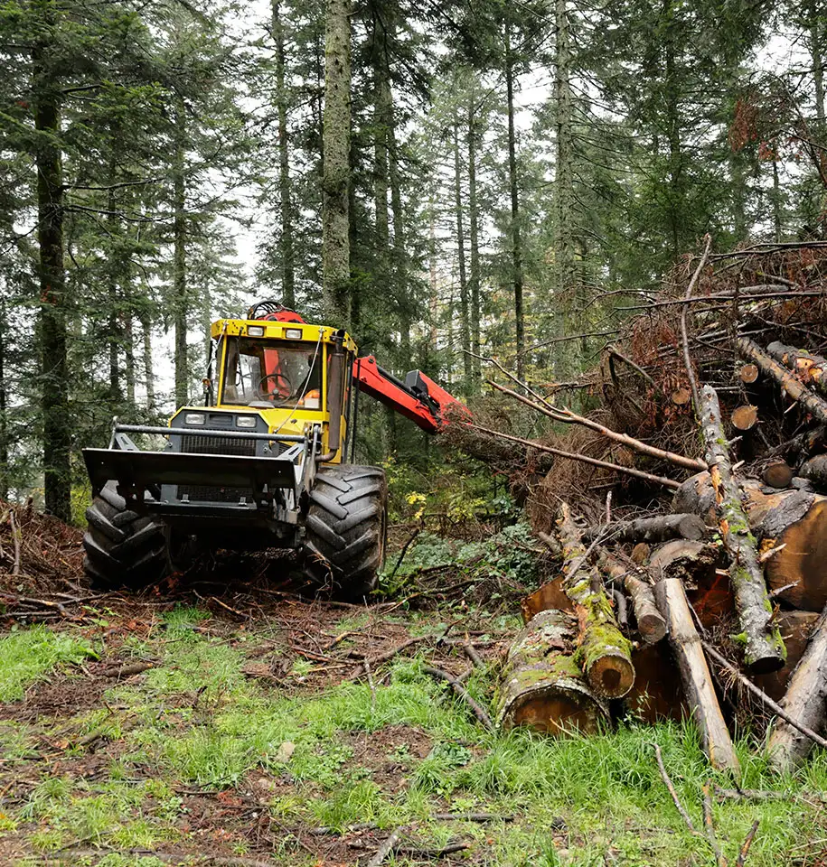 spécialiste des travaux forestiers près de Lauris