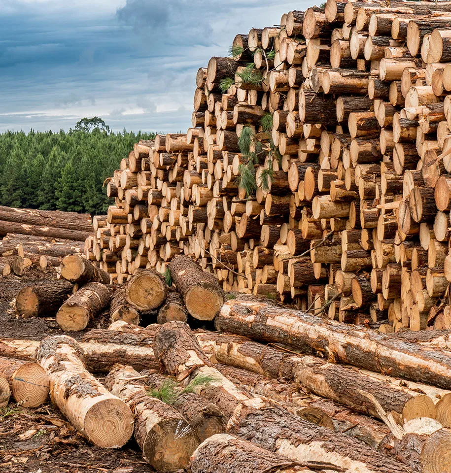 spécialiste des travaux forestiers près de Lauris