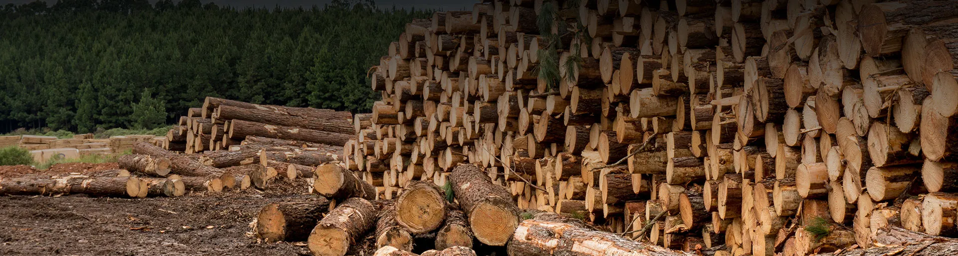 Vente de bois de chauffage sec dans tout le Vaucluse